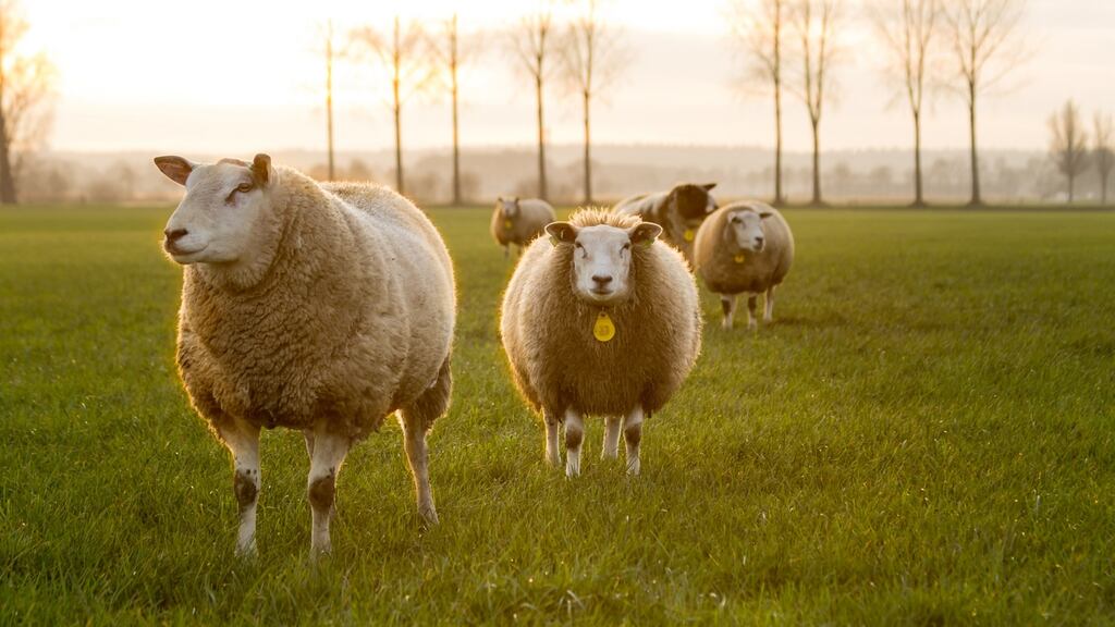 “For the most part, we thrive better as a flock than we would as a pack”