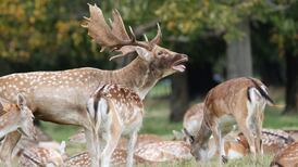 Your top stories on Wednesday: Aer Lingus passengers face disruption; TikTok could face fines over political ads