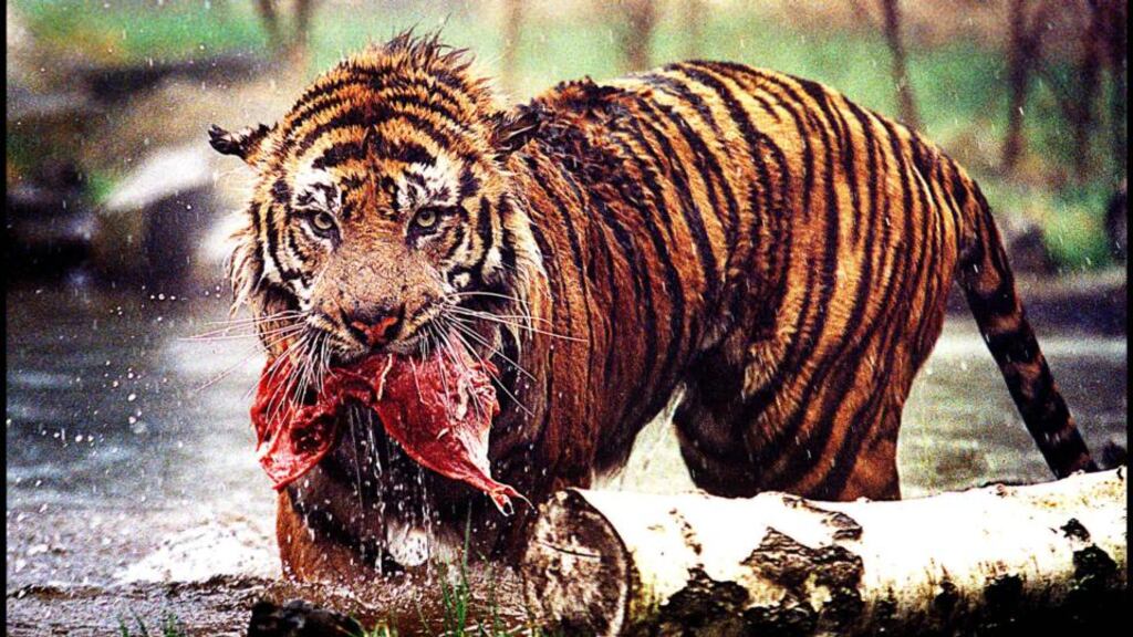 A Sumatran tiger. Fota’s Asian Sanctuary will have several Sumatran tigers, which are a protected species and rare in the wild.