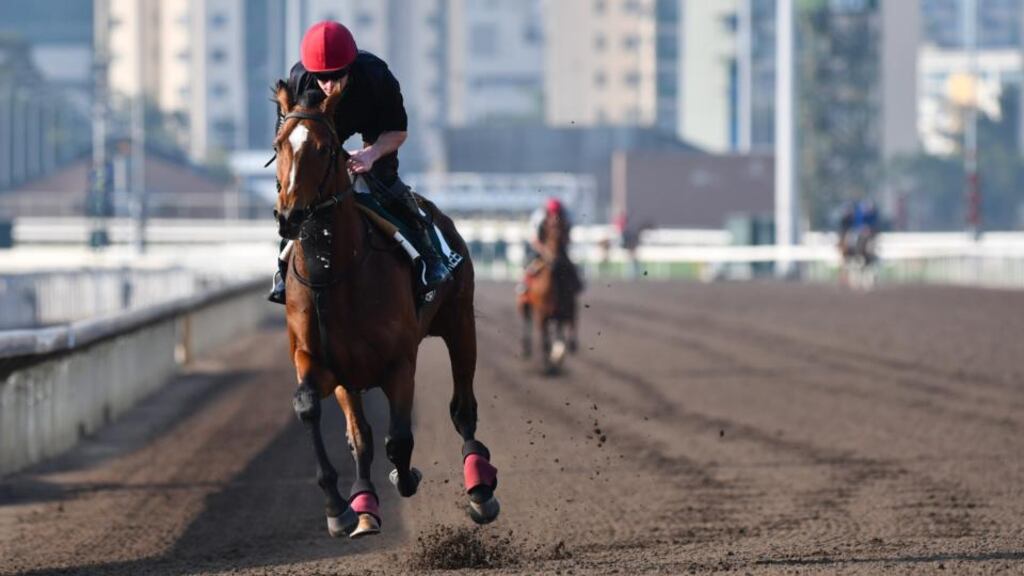 Highland Reel is set to make his final appearance in the Hong Kong Vase at Sha Tin. Photograph: Vince Caligiuri/Getty