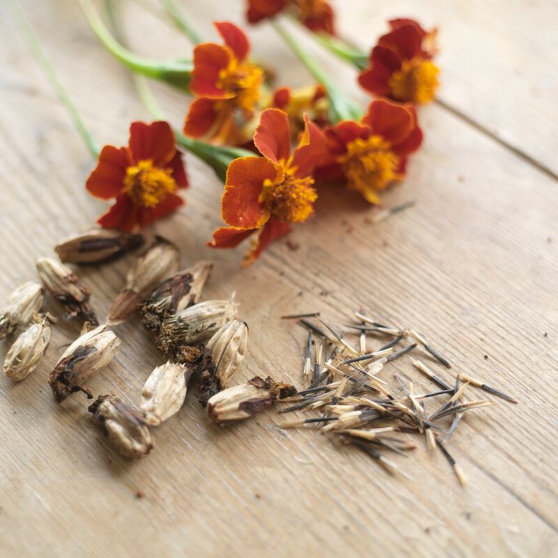 Tagetes patula ‘Cinnabar’ and its ripe seed. Photograph: Richard Johnston