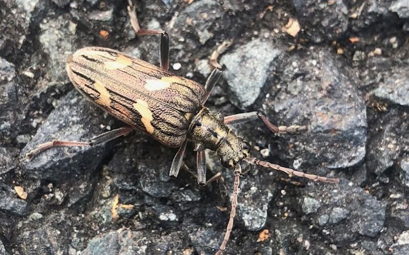 Longhorn beetle