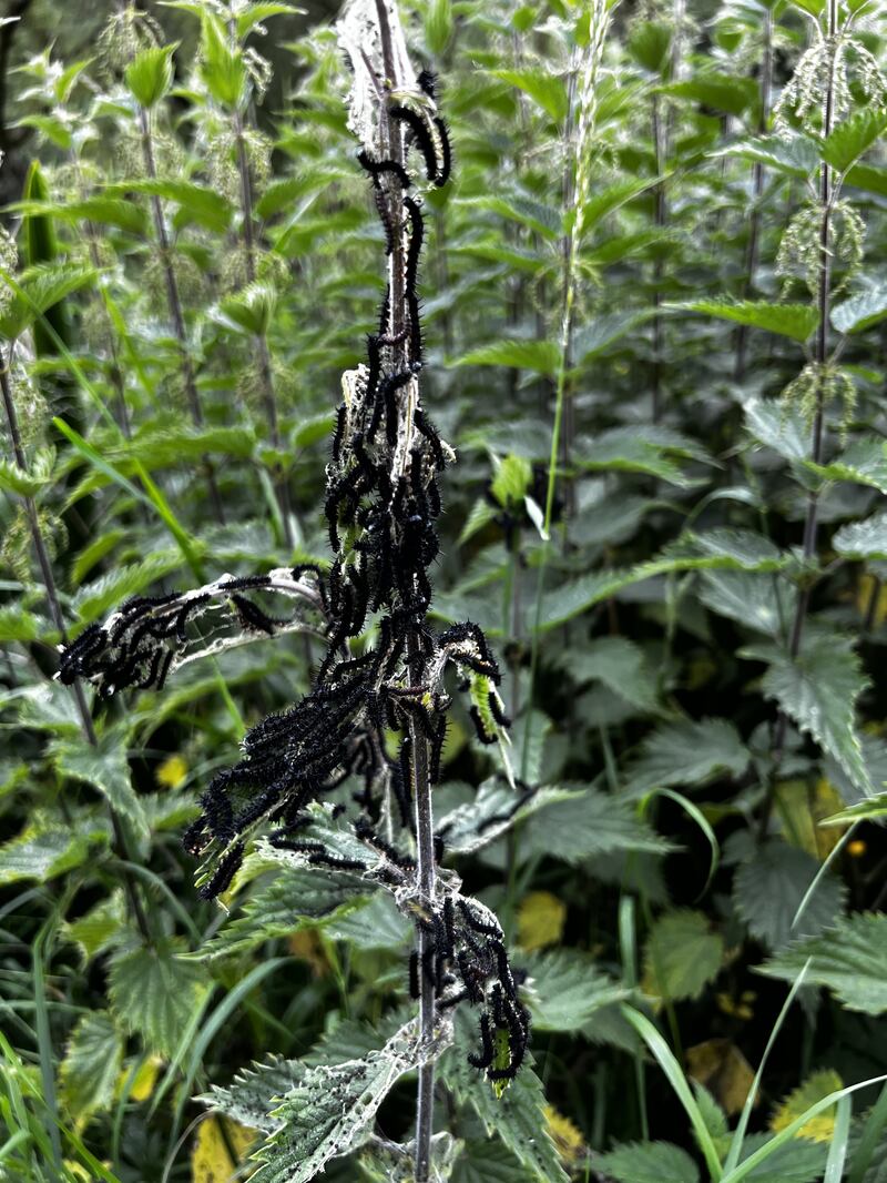 These are not the dangerous invasive processionary oak caterpillars. Photograph: Alyssa and Heather Nash