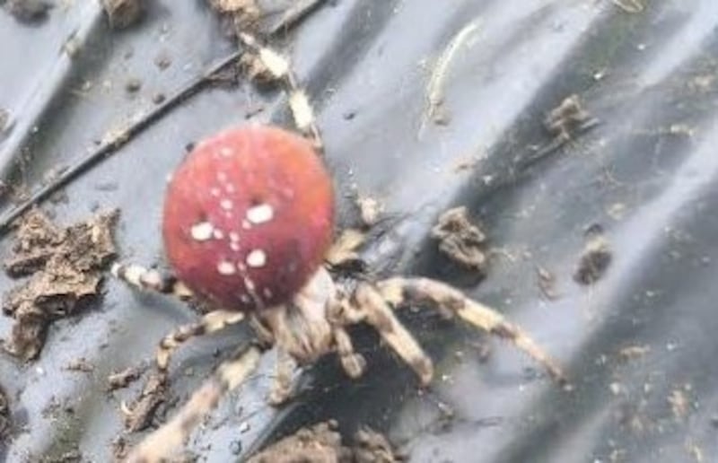 Four-spotted orbweb spider, Araneus quadratus. Photograph: Patricia McGoldrick