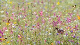 Irish wildflowers: Growing your own mini-meadow isn’t always easy but the results are magical
