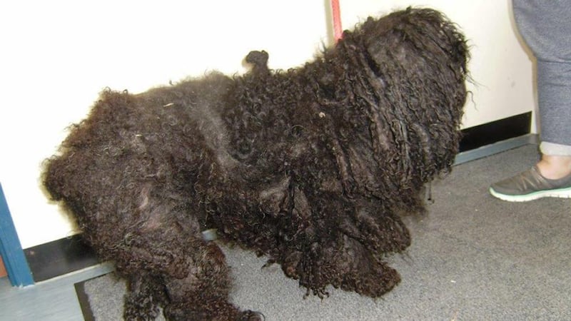 Vets said it was one of the worst cases they had ever seen. Photograph: Portsmouth City Council/PA Wire