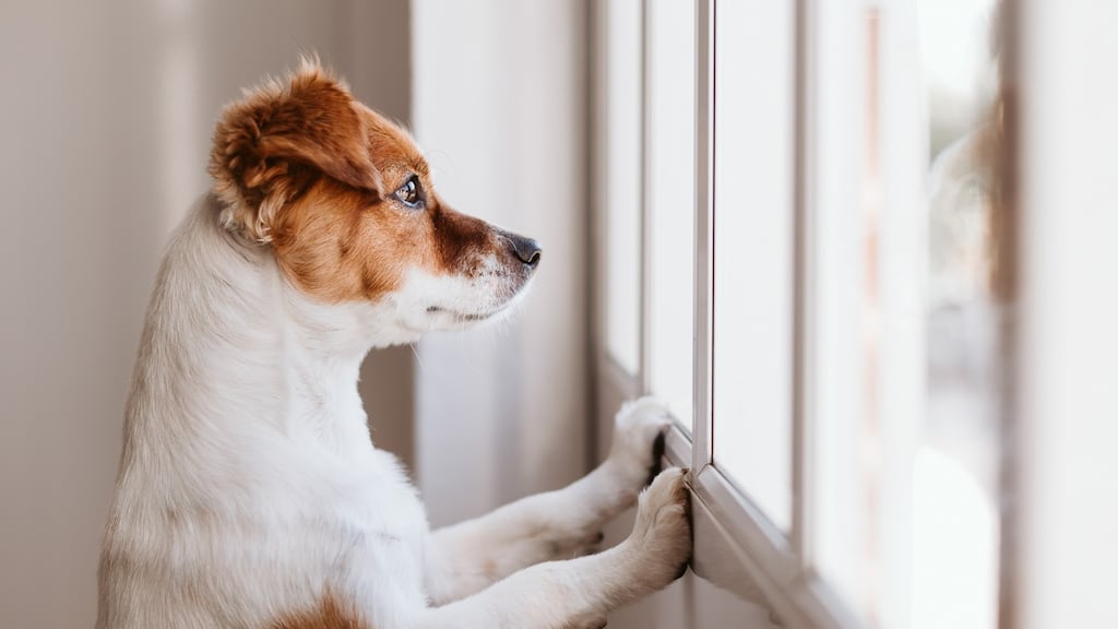Owners reminded that dogs ‘need to stimulate their brains and love to challenge themselves’. Photograph: iStock