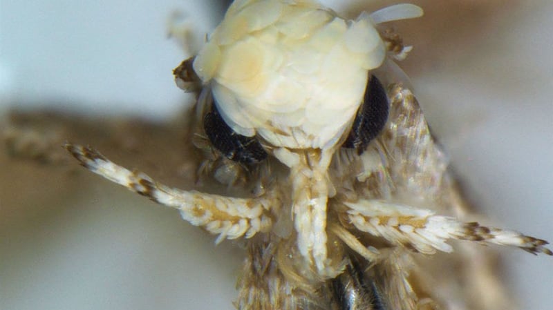 The moth has yellowish flakes that cover its head which the researcher likened to the hairdo of Trump. Photograph: Vazrick Nazari