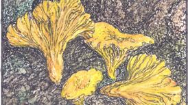 Another Life: Foraging for mushrooms and natural psychedelics