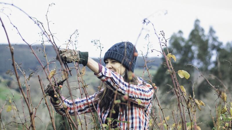 If you prune it, they will grow. Photograph: Getty