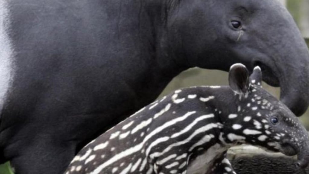Probation act for Dublin Zoo over tapir attack: The court was told close encounter visits no longer take place. Photograph: Andrew Milligan/PA Wires