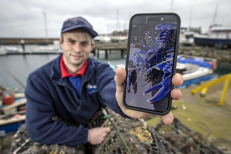 Stuart Brown, skipper of the Huntress fishing boat at Bangor Marina,  showing an image on a phone of a rare blue lobster he found in one of his lobster pots last Friday. Photograph: Liam McBurney/PA