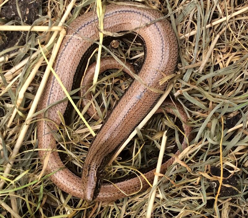A non-native slow worm