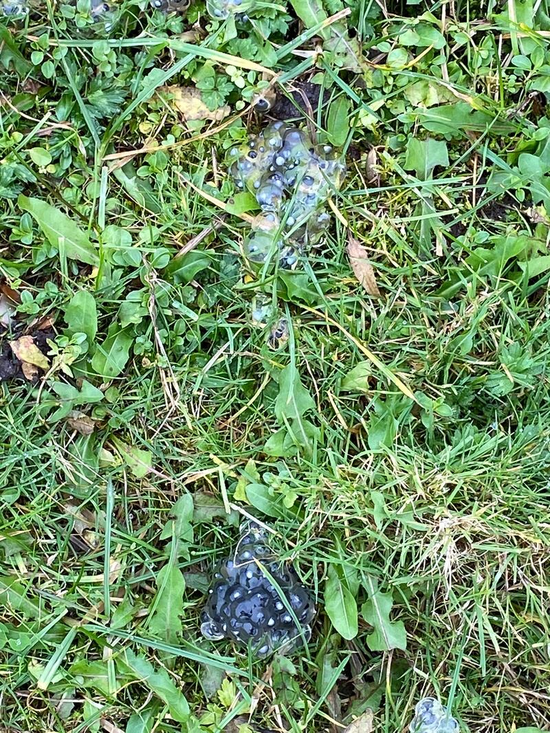 Glóthach fhroig i lár bpáirc in iarthar Cill Mantáin le déanaí. Grianghraf: Caoimhe Ní Shúilleabháin