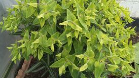 Your gardening questions answered: What is my mystery plant?