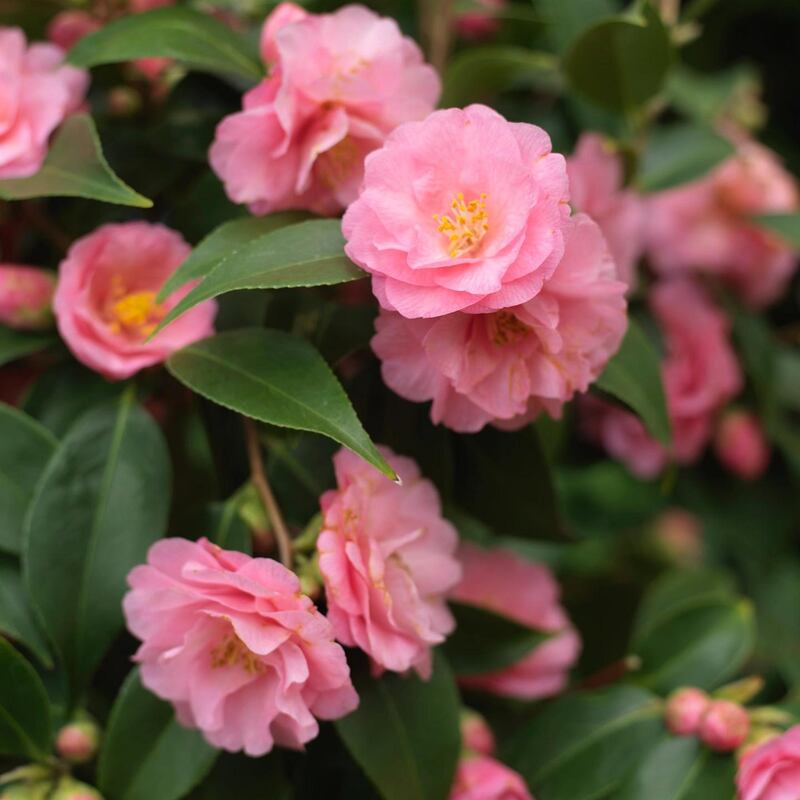 Camellia 'Spring Festival' a compact , long-flowering variety of camellia with doublw pink flowers in spring Photo Credit Richard Johnston