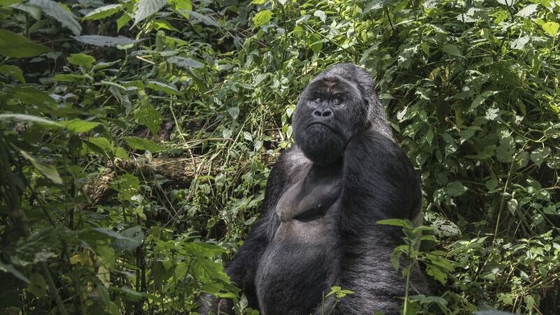 A silverback mountain gorilla in Virunga National Park. Photograph: Thierry Falise/LightRocket/Getty Images