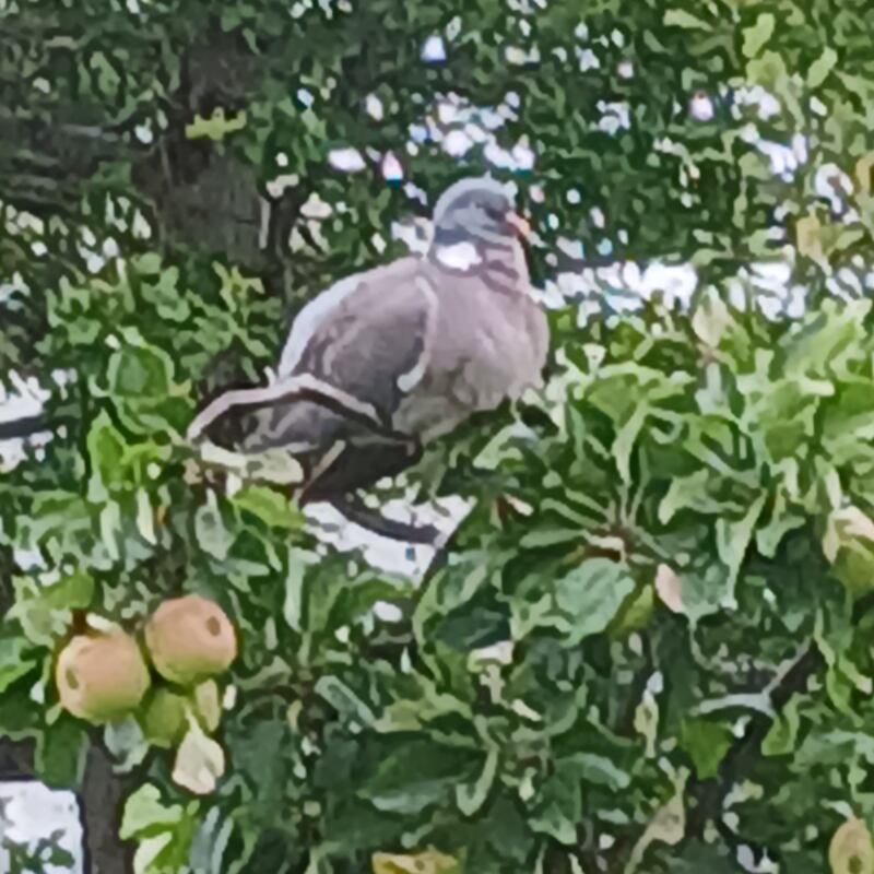 Wood pigeon. Photograph supplied by Enda Scanlon