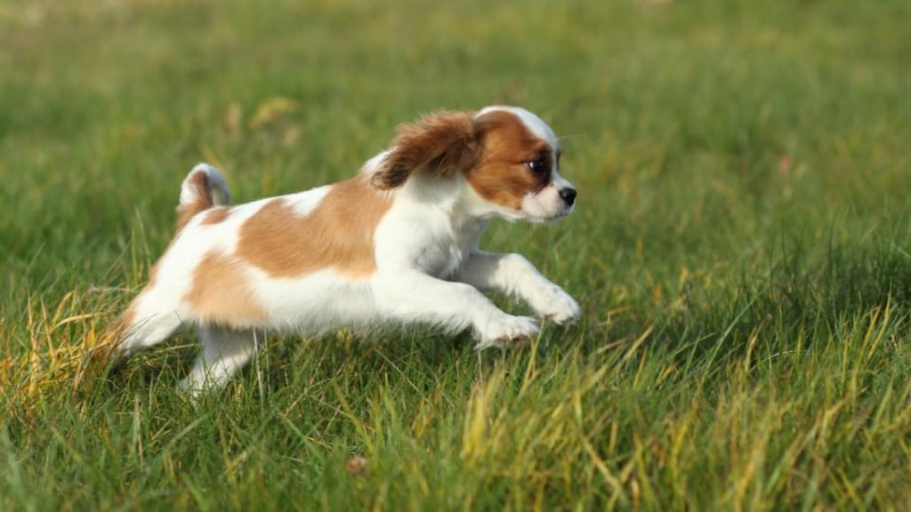 Animal lover Catherine Southwell set up the foster charity organisation Cavaliers in Need as a result of the case, to look after Cavalier King Charles Spaniels, as above. Recalling the state of the dogs in this case, she said: “It was horrific, that’s the only way I can describe it.” File photograph: Getty Images
