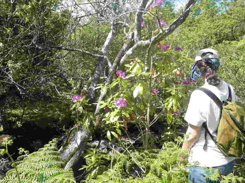 Rhododendron threat: a Groundwork volunteer at work in Killarney National Park. Photograph: Bill Quirke/Groundwork