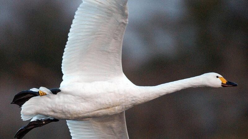 Bewick’s swans are no longer migrating to Ireland in large numbers. File photograph: Barry Batchelor/PA