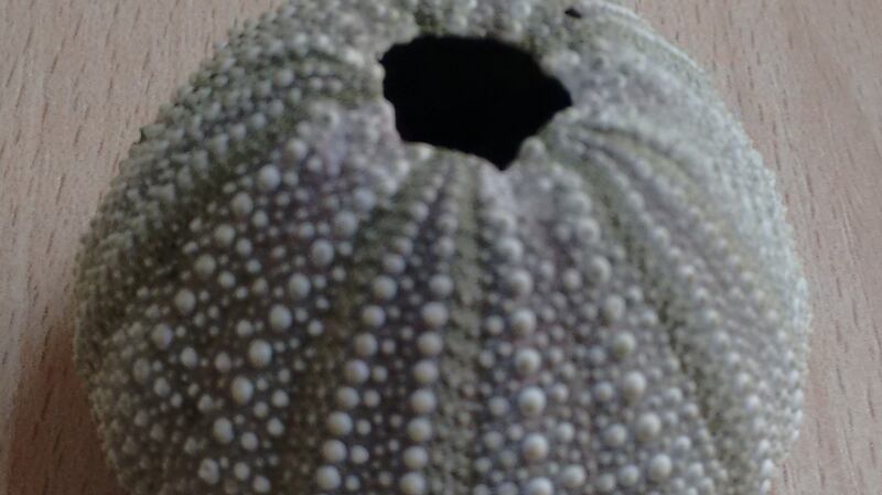 Sea urchin skeleton found on the south beach in Skerries.