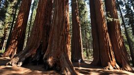 The Hidden Life of Trees by Peter Wohlleben review: Alive to their roots