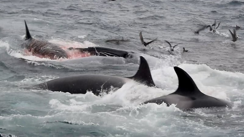 An orca pod, led by females, attacking a blue whale. Photograph: CETREC WA / Project Orca