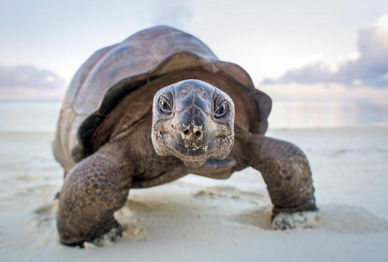 A giant tortoise living onAldabra Island,  a remote and uninhabited atoll in the Indian Ocean. Photograph:   Huw Cordey/Silverback Films/BBC