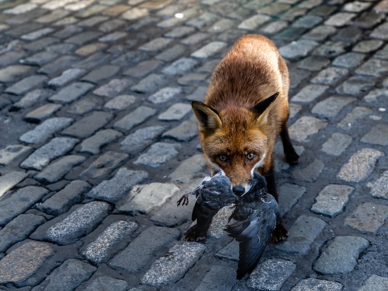 Empty city: the fox that appeared on Grafton Street during lockdown. Photograph: Paul Lanigan