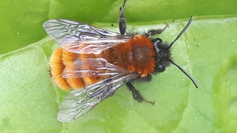 The female tawny mining bee, one of the solitary bees.