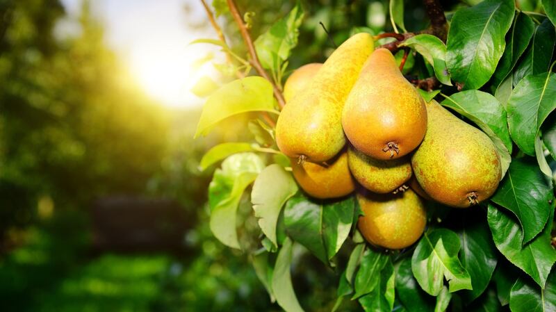 Fresh pears on tree branch. Photograph: iStock