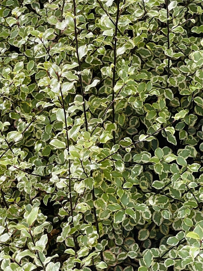 Kohuhu ‘Silver Queen’ (Pittosporum tenuifolium)