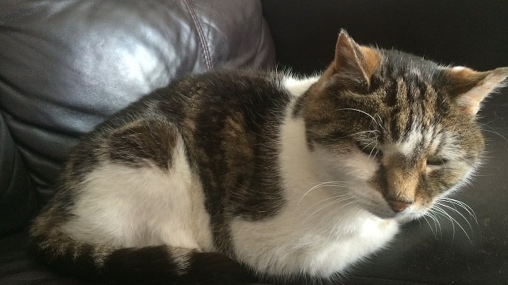 The veteran was by now officially on his ninth and final set of legs. Mind you, as long ago as 2012, he had been given only weeks to live.