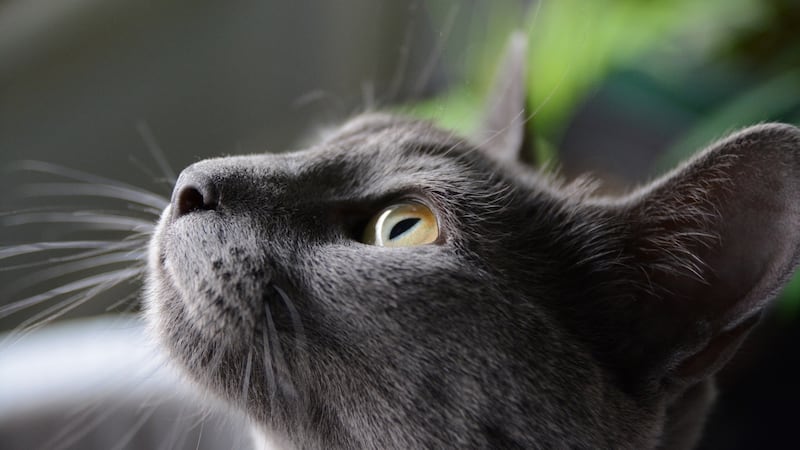 Clean up after your pets and make sure they have regular check-ups. Photograph: Getty
