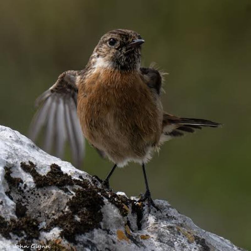 Male stonechat. Photograph: John Glynn