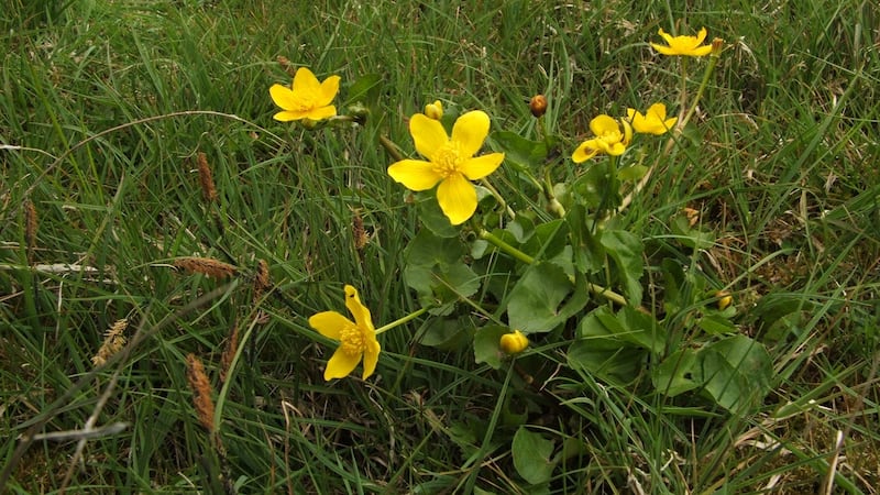 Marsh marigold and common sedge, typical callows species. Photograph: Stephen Heery