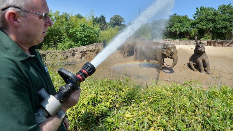 The Asian elephants soak up the spray from the water hose of Dublin Zoo Keeper Ciaran McMahon during daily soakings to keep cool during the June heatwave. Photograph: Alan Betson