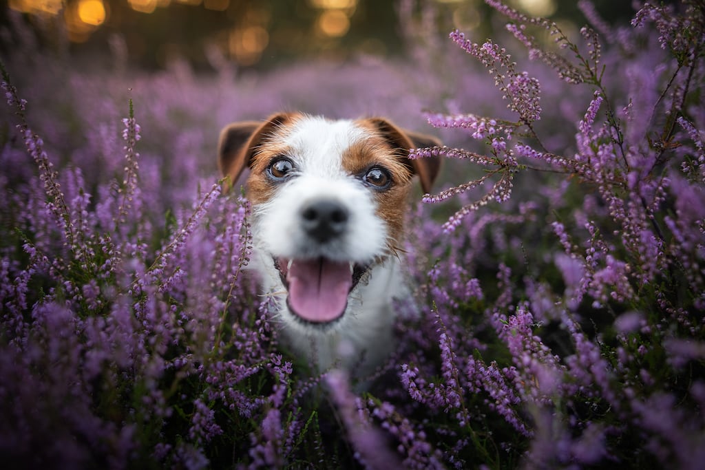“Sooty was quite the explorer and turned up at school much to my sister’s mortification.” Photograph: Getty Images