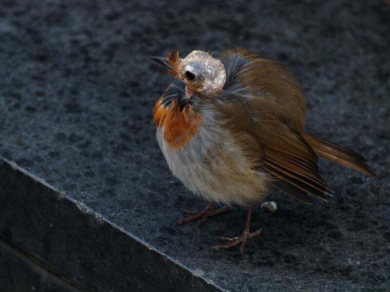 Robin spotted in Tolka Valley Park