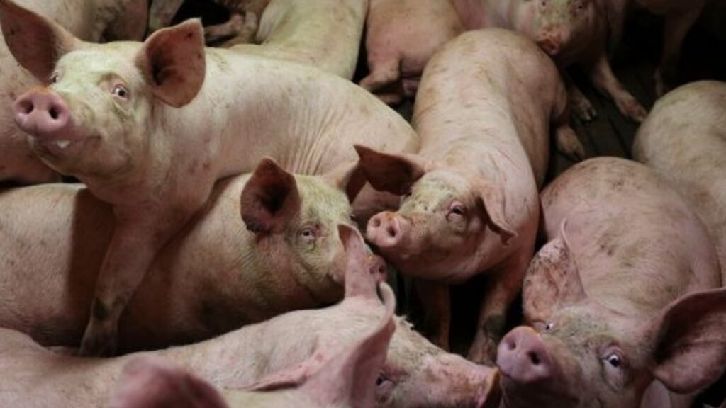 ‘We know that 37 per cent of animal antibiotic usage is in feed – premixes, mainly for pigs.’ Photograph: Reuters