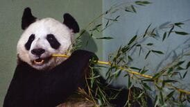 Extracting the urine from a bear