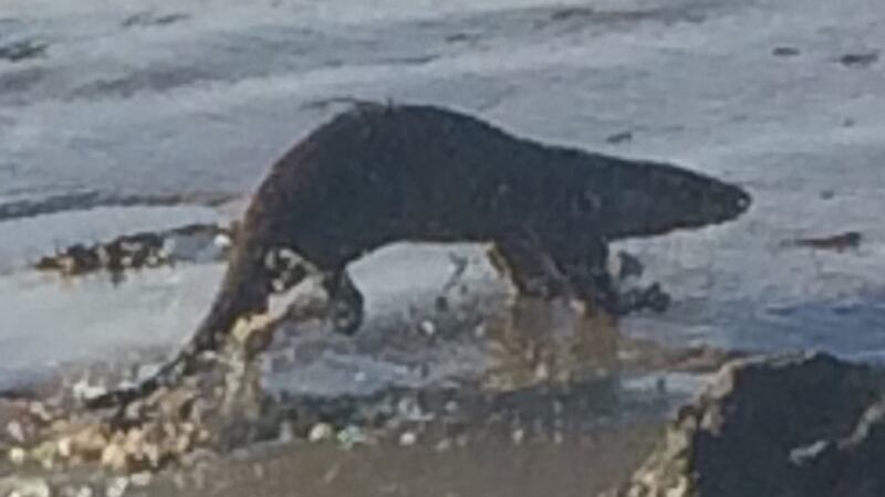 An otter spotted in Co Limerick.