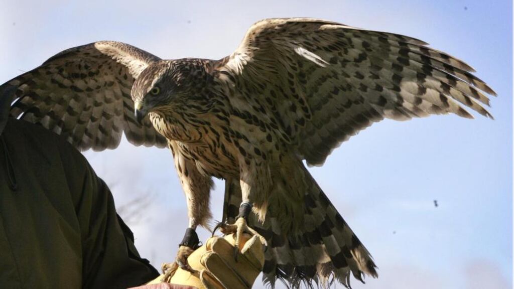 TH White kept a record of the many trials and frustrations and ultimate failure at training his goshawk, Gos. White remained relatively stoical and always loved the wild, enigmatic bird. Photograph: Dara Mac Dónaill