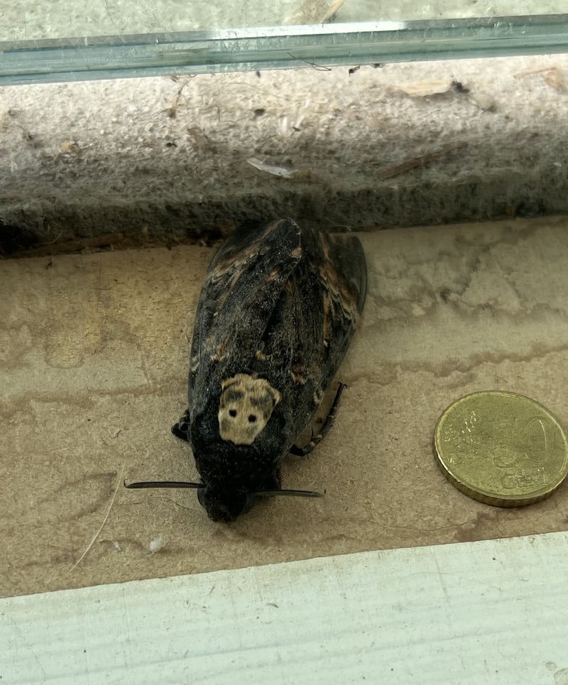 Death's head Hawk moth. Photograph: Oisín Ó Conail