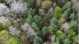 The sheer diversity within Donegal’s native woods reminds us they exist as so much more than just trees