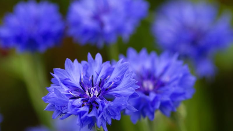 Many kinds of easy-to-grow hardy-flowering annuals, such as cornflowers, can be raised from seed sown at this time of year.