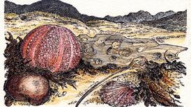 Search the sky, comb the beaches: a nature challenge for 2018