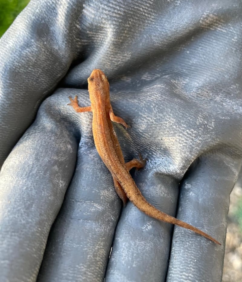 A newt in Co Cork. Photograph: Katrina Collins