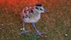 The curlew’s call is giving way to silence but not everyone is giving up